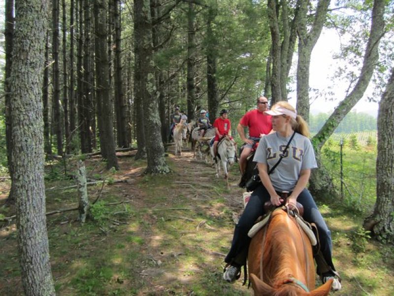 Guided Horseback Ride through Flame Azalea and Fern Forest