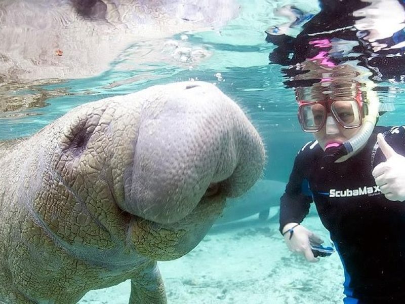 Most Popular 3hr Manatee Swim Tour + In-Water Guide!