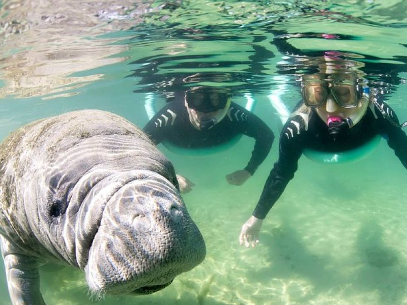 Manatee Snorkel Tour – Small Group