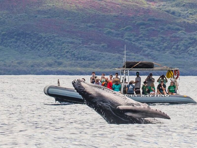 Eye-Level Whale Watching Eco-Raft Tour from Lahaina, Maui