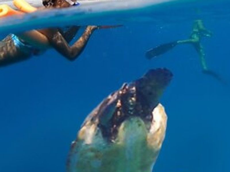 Semi-Private 2.5 HR Eco Maui Turtle Snorkel -Lahaina, Maui