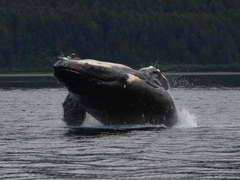 Guaranteed Whale Watching Adventure