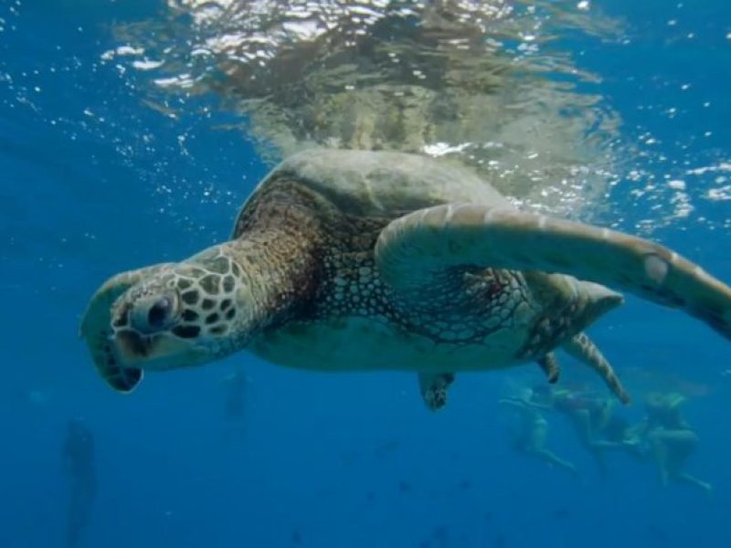 Turtle Snorkeling Adventure in Waikiki (Boat Tour)