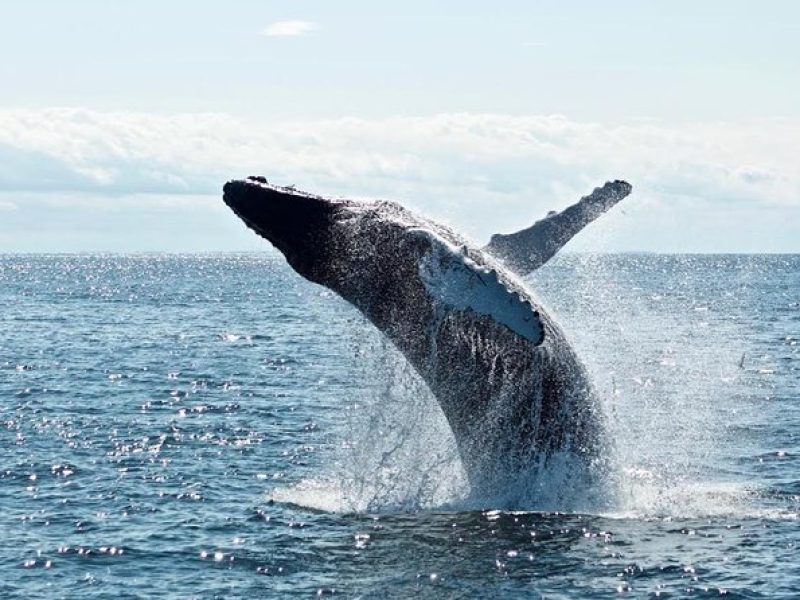 2-Hour Whale Watching from Oahu