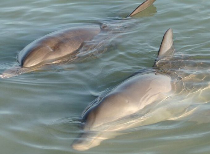 Dolphin and Manatee Clear Kayak or Paddleboard Island Hop Tour