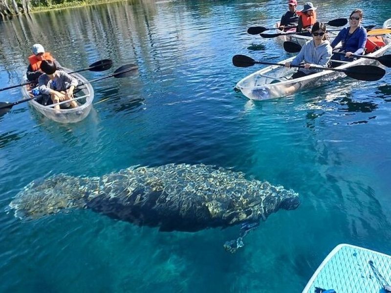 Clear Kayak or Paddleboard Manatee Adventure