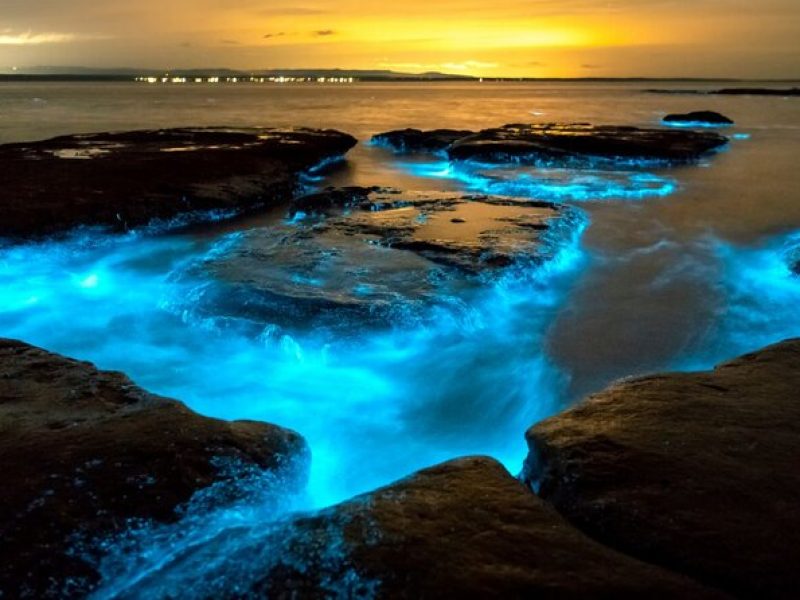 Bioluminescence Clear Kayak or Paddleboard Tour Near Orlando