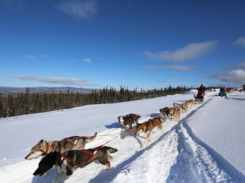 1-hr. Dog Sledding Tour in Fairbanks (without transportation)