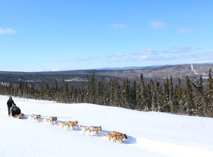 30-minute Dog Sledding Tour in Fairbanks (without transportation)