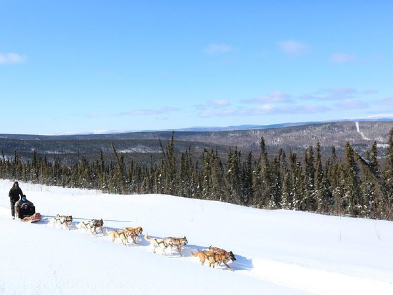 30-minute Dog Sledding Tour in Fairbanks (without transportation)