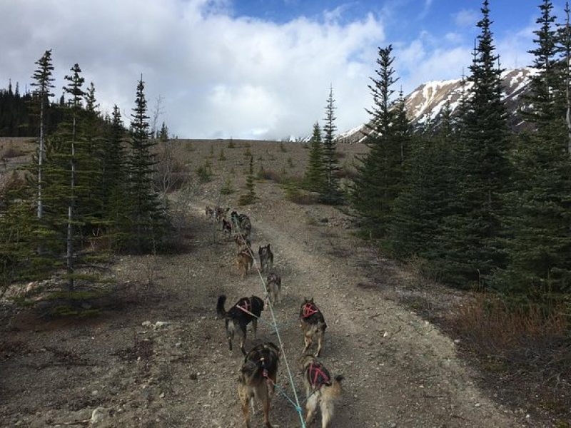 Sled Dog Adventure and Pan for Gold in the Yukon