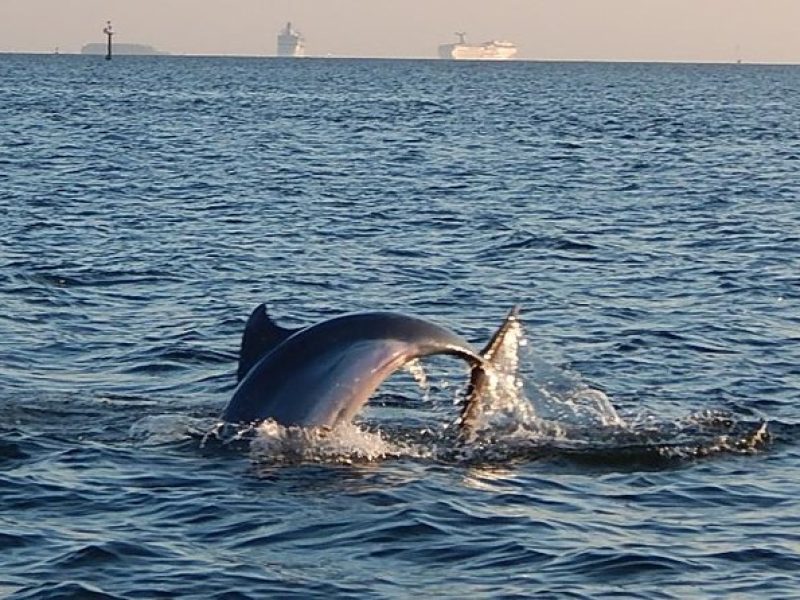 1.5-hour Dolphin Sightseeing Cruise from Tampa