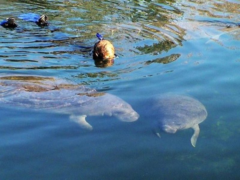 Morning Swim and Snorkel with Manatees-Guided Crystal River Tour