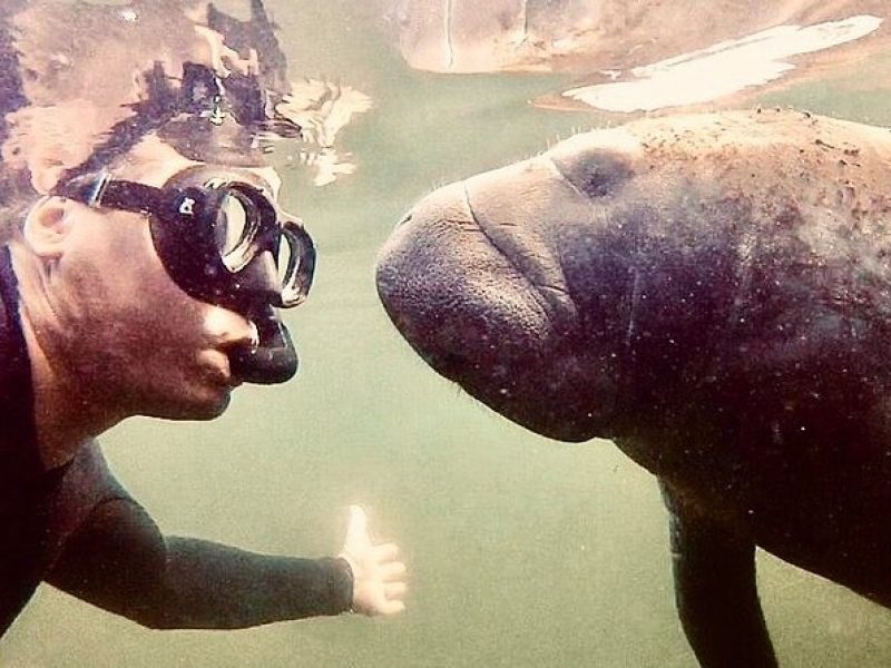 Manatee Snorkel Tour from American Pro Diving Center