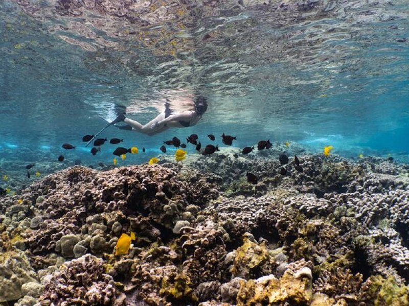 Discover Pawai Afternoon Reef Snorkel