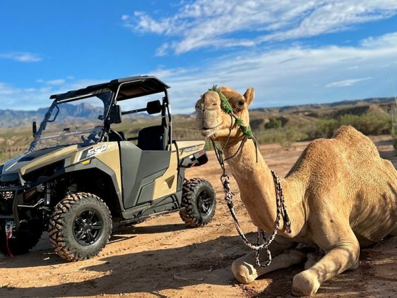 Las Vegas Guided UTV Safari and Zoo Tour