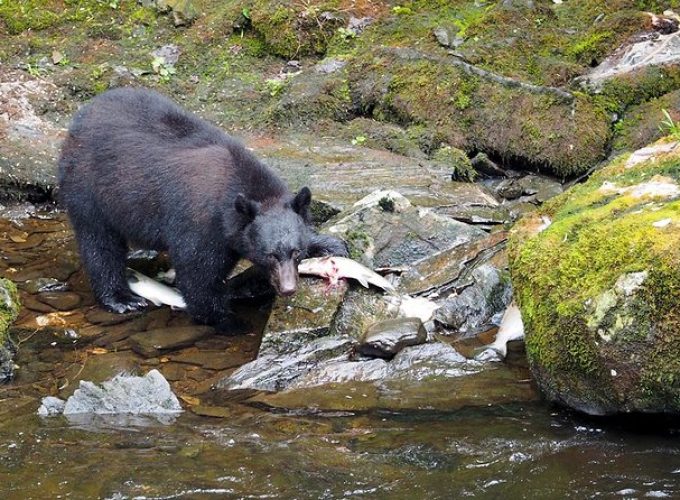 Traitors Cove Bear Viewing