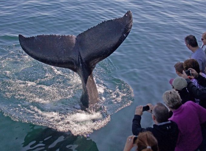 Whale Watching Trips to Stellwagen Bank Marine Sanctuary. Guaranteed sightings!