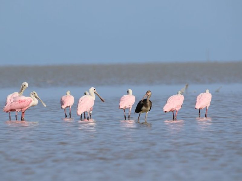 Full-Day Kayak Adventure in the Everglades