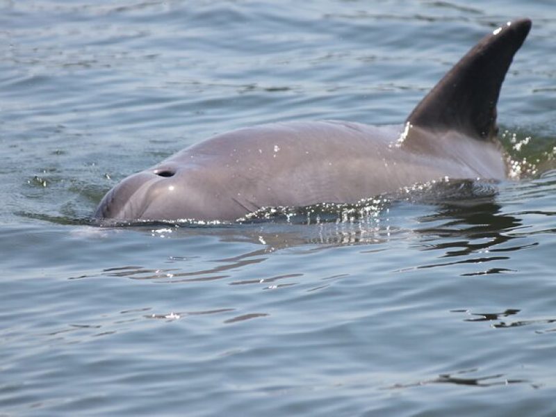 Dolphin Experience Tour