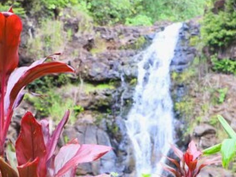 Swim at Oahu Waterfall in Waimea with Coffee, Lunch and Dole