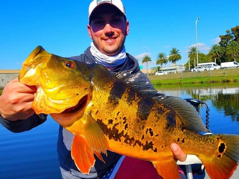 Peacock Bass Fishing Trips Near Miami Florida