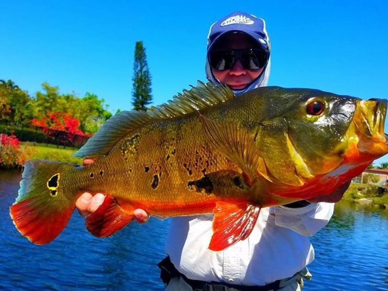 All Day Miami Peacock Bass Fishing Trip