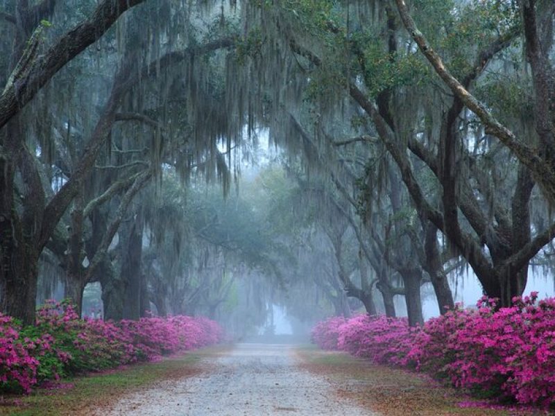 2-Hour Bonaventure Cemetery Walking Tour