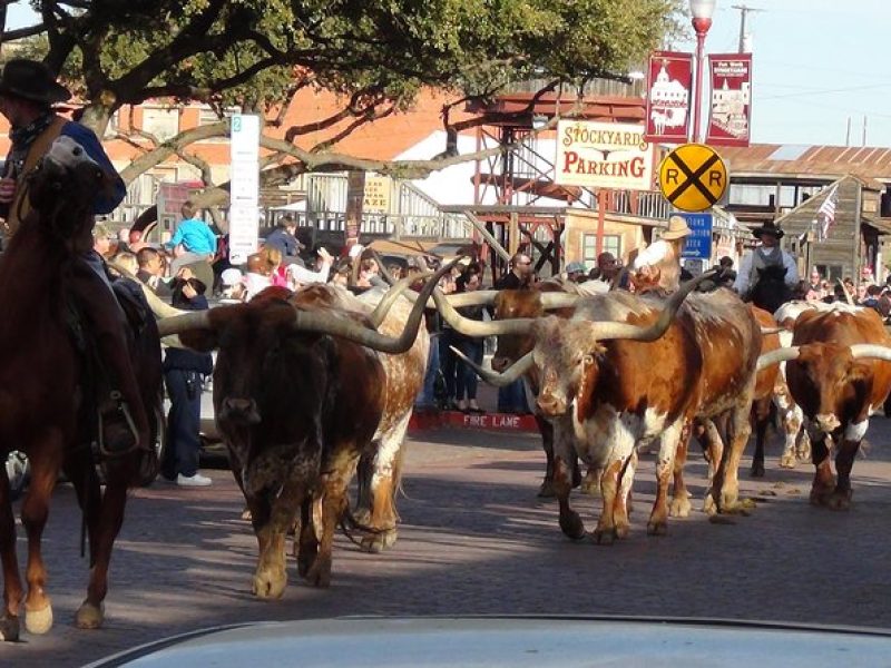 Half-Day Best of Fort Worth Historical Tour with Transportation from Dallas