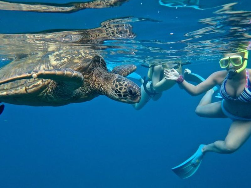 Private Beginner Paddleboard Lesson with Snorkel in Turtle Town!