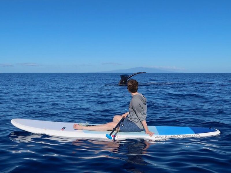 Private Paddleboard (SUP) Whale Watch! (All skill levels Welcome)