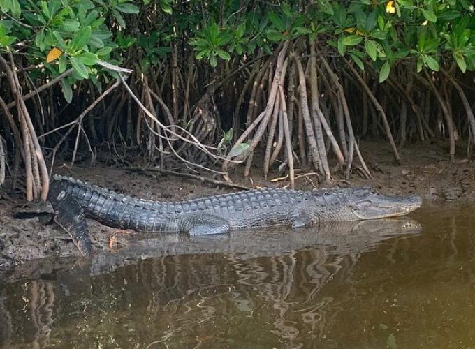 Everglades 3 Hour Kayak Eco Tour