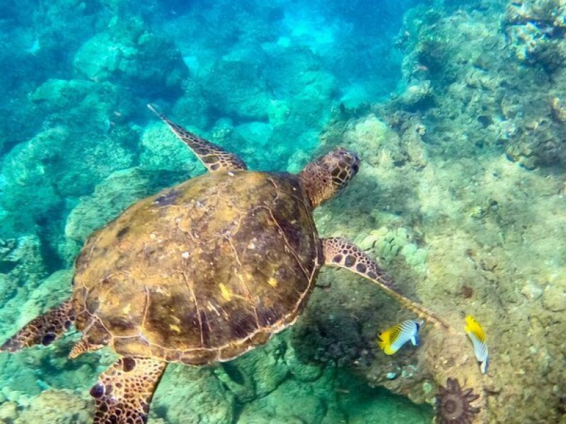 Guided Snorkeling Tour for Non-Swimmers Wailea Beach