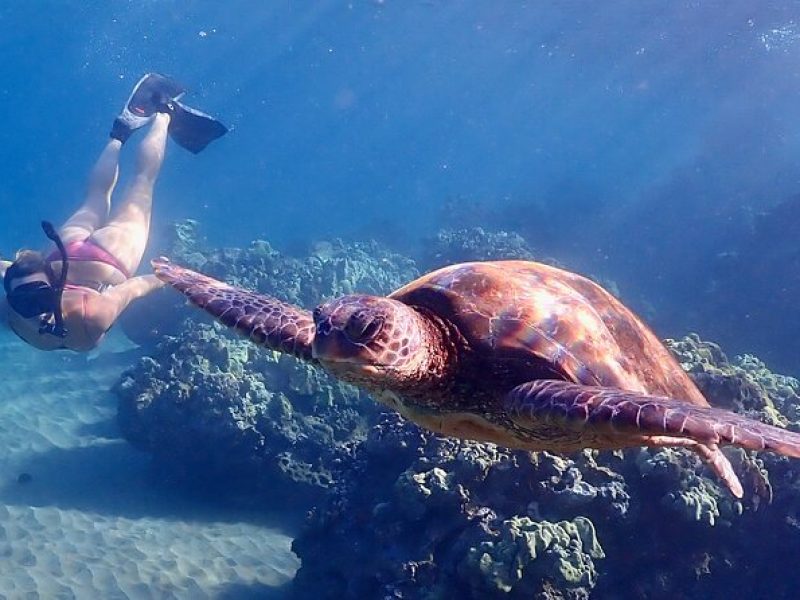 Guided Turtle Town Snorkeling Tour with Underwater Photos