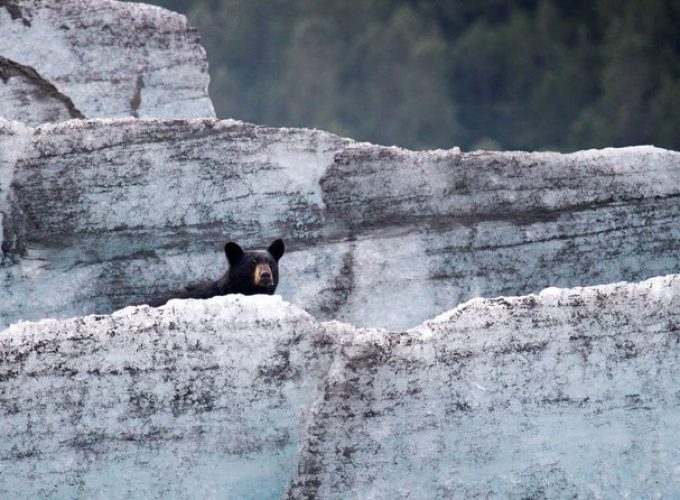 Bears, Trains & Icebergs Tour