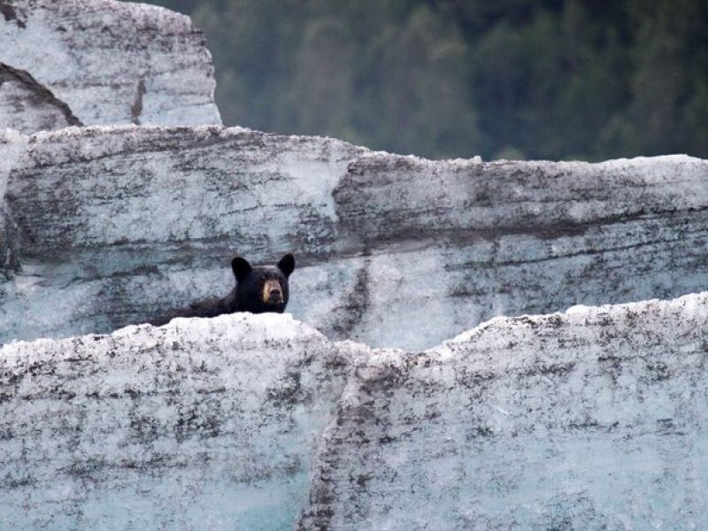 Bears, Trains & Icebergs Tour