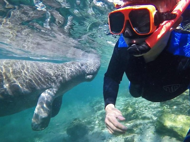 Manatee Swim Tour with In Water Photographer