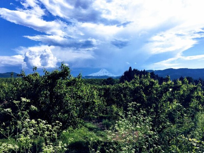 Private Tour at The Hood-Columbia Loop: Timberline, Orchards, and Waterfalls