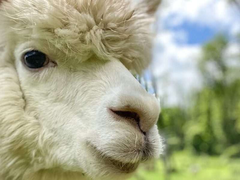 Guided Lilymoore Alpaca Farm Tour