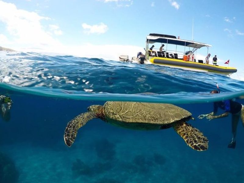 Ultimate 4 Hour Lanai Snorkel and Dolphin Encounter