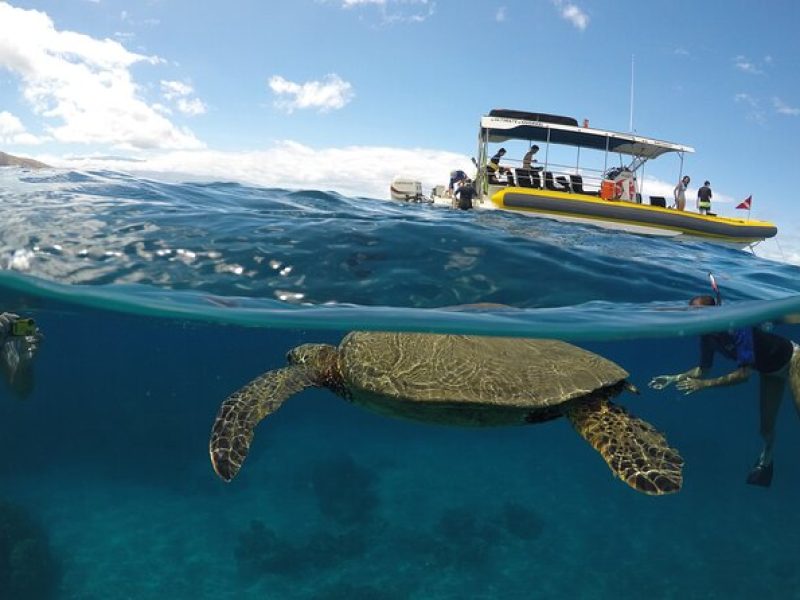 2 Hour Turtle Habitat Snorkel