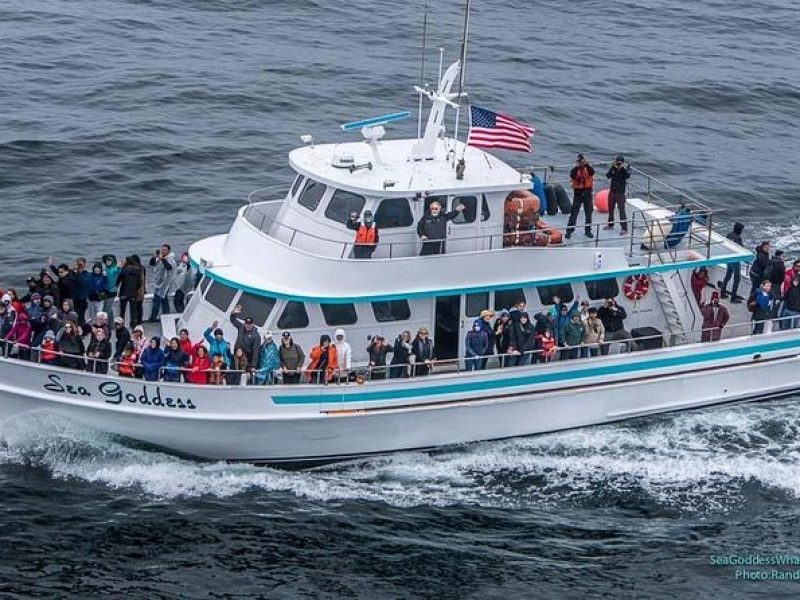 Great White Shark Tour on Monterey Bay 3-4 Hours