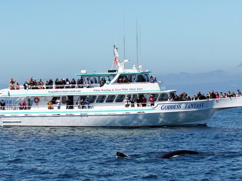 Monterey Bay Whale Watching