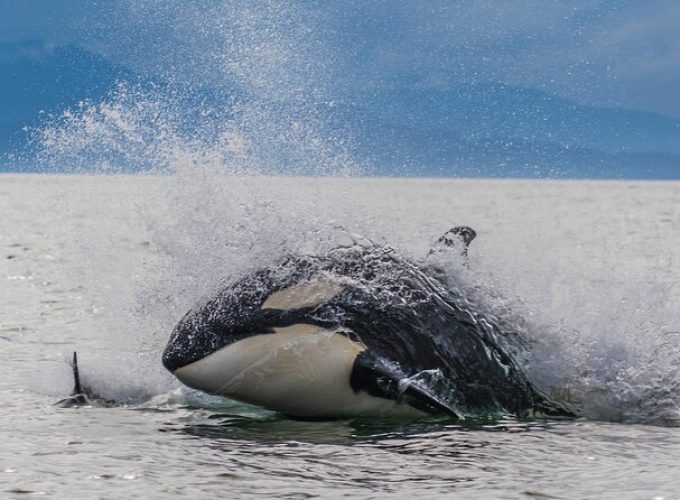 Whale-watching, Icy point, Hoonah , whales, Orca, killer-whales.