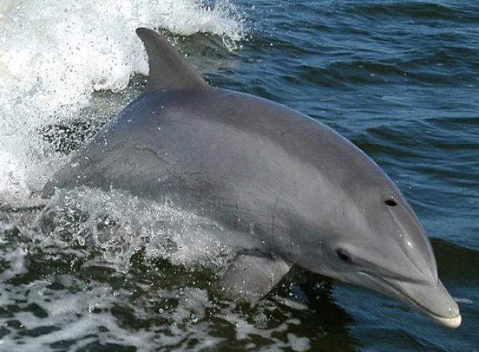 Orange Beach Dolphin Eco Boat Tour