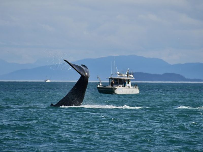 Whale Watching Charters and Bear search through Icy Strat Alaska