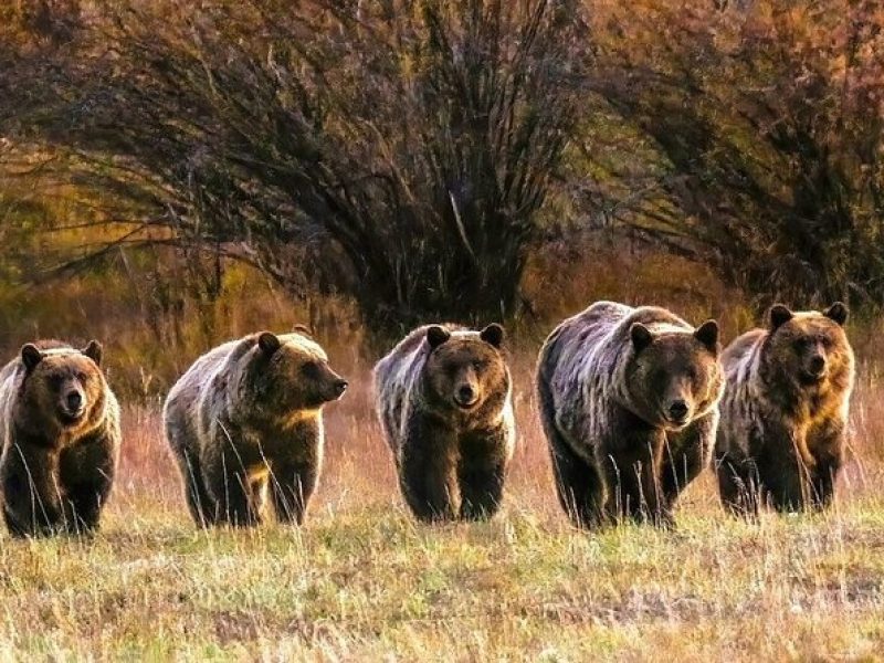 Sunset Tour of Grand Teton National Park