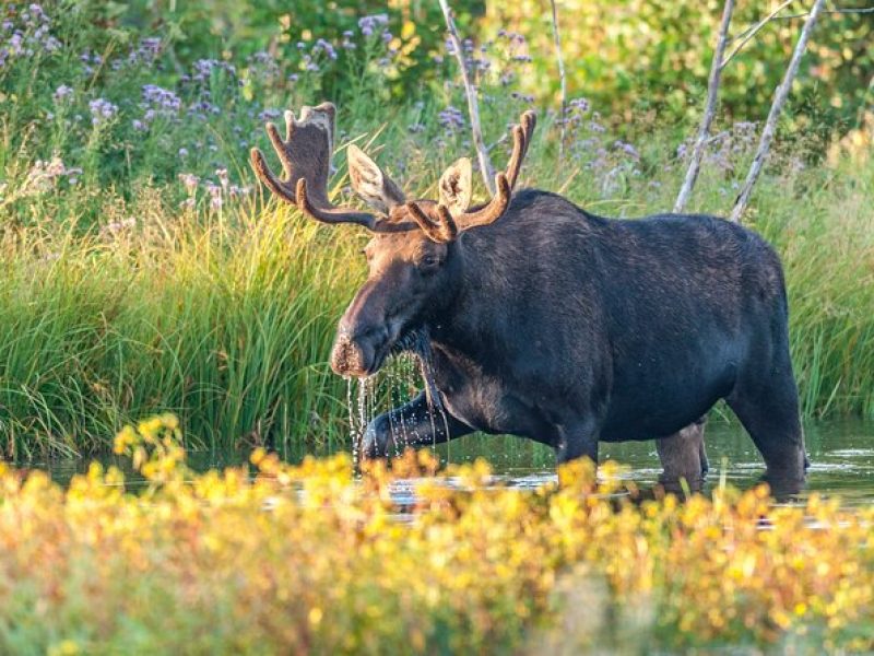 Private Sunrise Tour of Grand Teton National Park