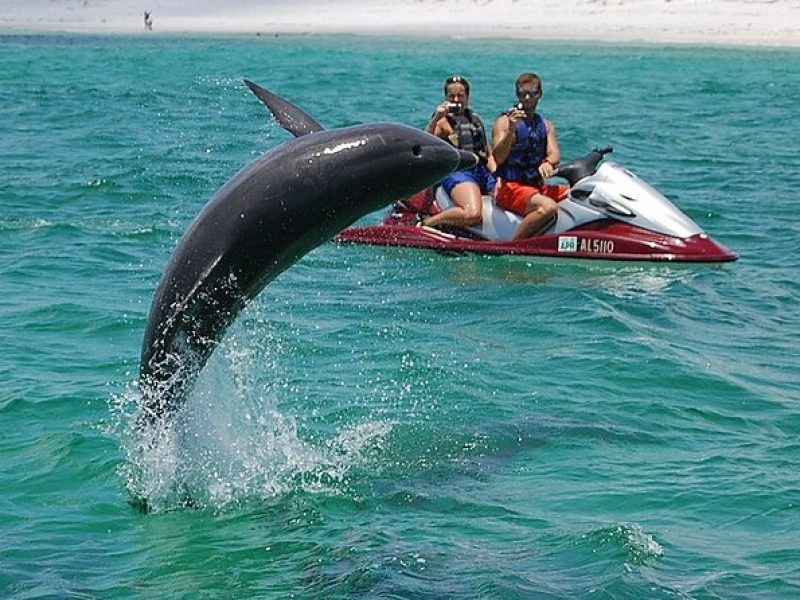 Crab Island Dolphin Jetski Adventure