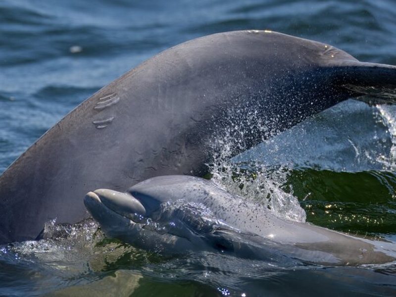 Frisky Mermaid Dolphin + Scenic Bay Sightseeing Tour